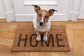 A closeup of a dog sitting on a welcome mat.