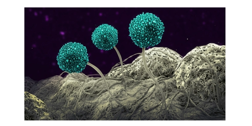 3-D illustration of mold spores
