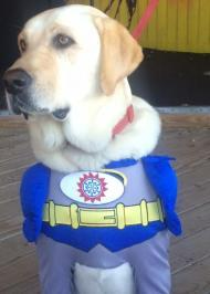 Labrador Retriever wearing superhero costume.