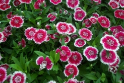 Dianthus plant