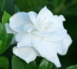 Gardenia plant
