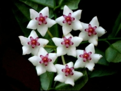Hoya plant