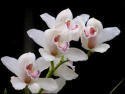 Orchid plant