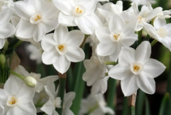 Paperwhites plant