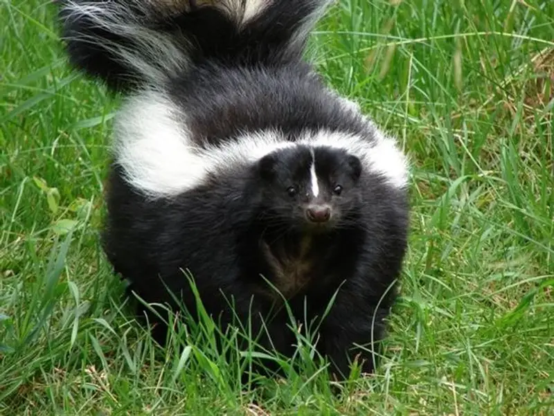Skunk in grass