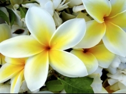 Plumeria plant