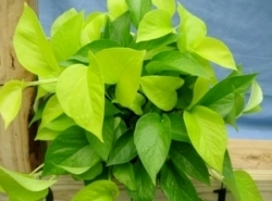 Pothos plant