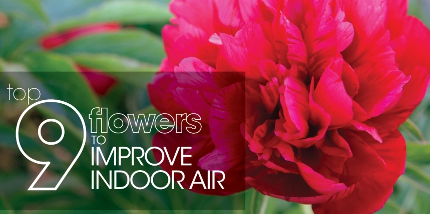 Red flower with text: "top 9 flowers to improve indoor air"